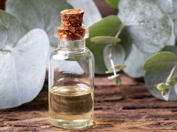 3 Manfaat Minyak Kayu Putih Bagi Tubuh Kita
